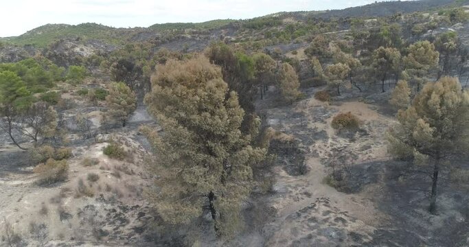 vuelo con drone sobre bosque quemado 4k