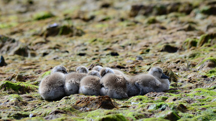 Baby duck at Falkland islands 
