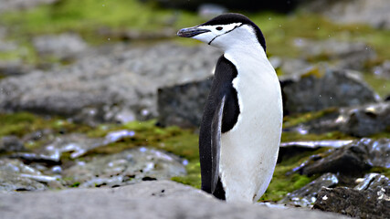 Chinstrip penguin at Signy Island, Antarrctica