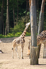 Giraffe eating in a zoo