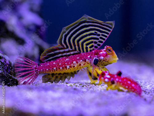Flame / Scarlet / Ruby Scooter Blenny (Synchiropus Sycorax) Wall  Mural-JoshSilsbury