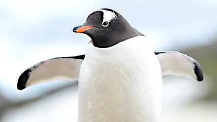 Gentoo penguin at Signy Island, Antarctica © Japareng