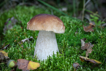 Delicious edible mushroom boletus edulis in moss