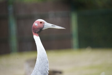 grey crowned crane