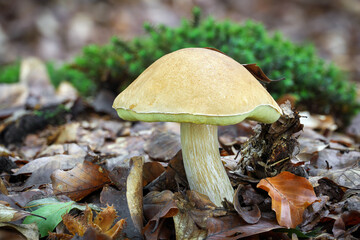 Delicious edible mushroom boletus edulis in autumn forest
