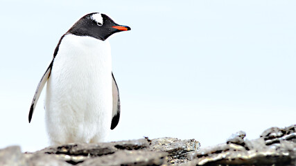 Naklejka premium Gentoo penguin at Signy Island, Antarctica