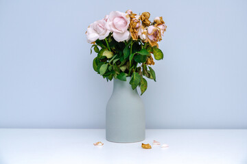 Pink withered rose. The pink roses in the vase withered.