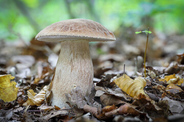 Delicious edible mushroom Boletus reticulatus in autumn forest