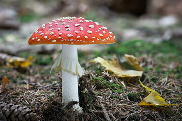 Amazing Amanita muscaria in fall forest - poisonous toadstool