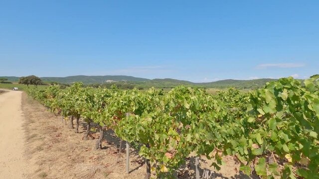 Un vignoble dans le sud de la France