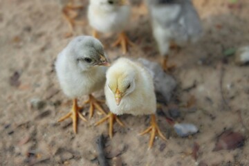 Chicks on the ground