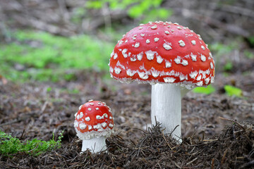 Amazing Amanita muscaria in forest - poisonous toadstool