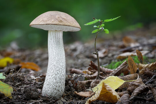 Edible mushrooms birch bolete in autumn forest