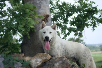 portrait of a white wolf