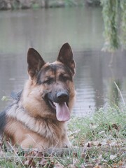 german shepherd dog