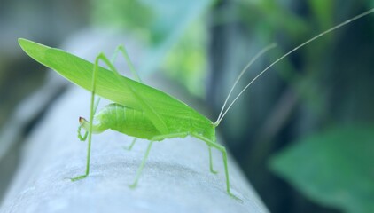 grasshopper on a leaf
