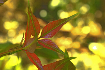 autumn leaves in the forest