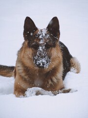 german shepherd dog