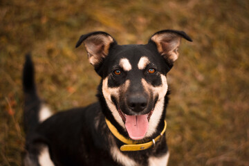 Beautiful cute happy mix breed young puppy dog posing in autumn nature
