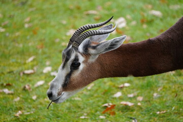 dama gazelle