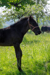 Fototapeta premium Dark old kladruby horses on pasture on meadow with trees, young baby animal with their mothers in tall grass, beautiful scene