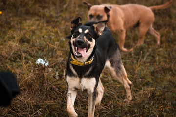 Beautiful cute happy mix breed young puppy dog posing in autumn nature