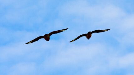 Skuas at Signy Island, Antarctica