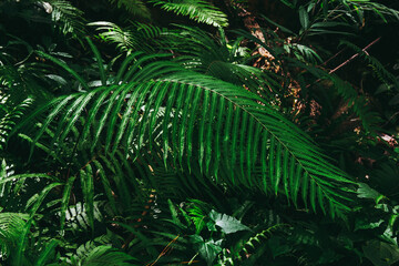 Green tree leaf of fern in the forest.