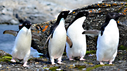 Adélie penguin at Singy Island, Antarctica