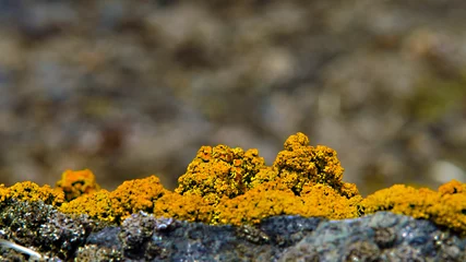 Tuinposter Lichen and mosses at singy island, antarctica © Japareng
