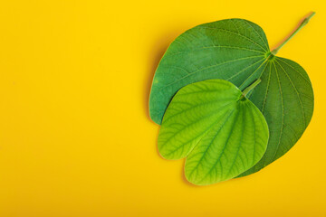 Indian Festival Dussehra , green leaf and rice