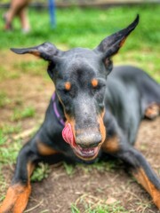 Довольный доберман