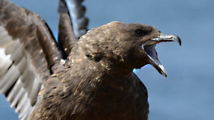 Skuas at Signy Island, Antarctica