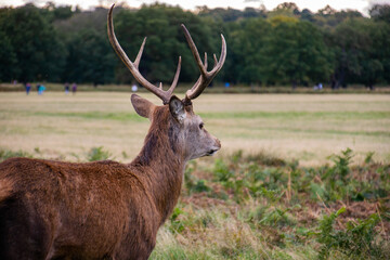 Naklejka na ściany i meble Photo of a beautiful and strong male deer during rutting season in the nature in Richmond park, London