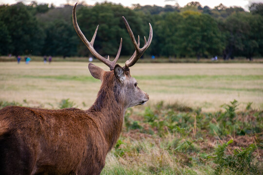 Photo of a beautiful and strong male deer during rutting season in the nature in Richmond park, London