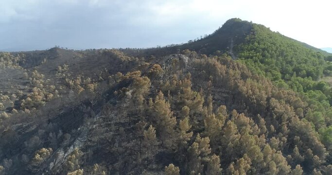 pico de bosque quemado quemado 4k 