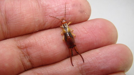 Close up of Earwig on the hand.
insect on the hand.
Closeup earwigs.
Earwigs will use their pincers to defend themselves.
close up insect, insects, animals, animal, bug, bugs, wildlife wild nature