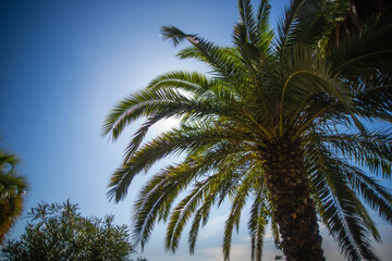 Obraz na płótnie Canvas Palm trees and their outlines against the blue sky