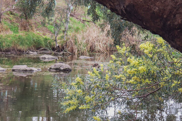 river through australian environment with wattle in foreground