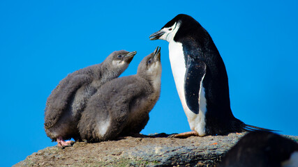 Chinstrip penguin at Signy Island, Antarctica