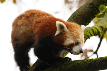 red panda