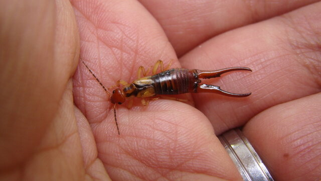 Close up of Earwig on the hand.
insect on the hand.
Closeup earwigs.
Earwigs will use their pincers to defend themselves.
close up insect, insects, animals, animal, bug, bugs, wildlife wild nature