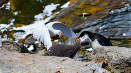Fototapeta premium The snowy sheathbill (Chionis albus) at Signy Island, Antarctica