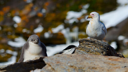 The snowy sheathbill (Chionis albus) at Signy Island, Antarctica