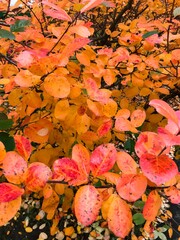 autumn leaves on the water