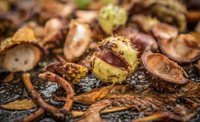 Herbst