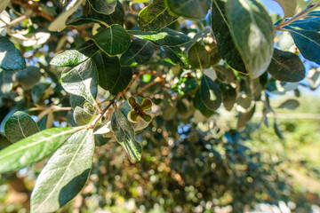 green pineapple guava grows on a tree