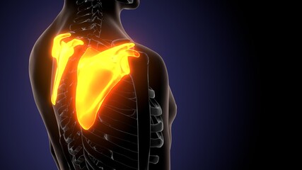 3d illustration of human skeleton anatomy scapula bone © PIC4U