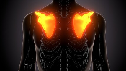 3d illustration of human skeleton anatomy scapula bone © PIC4U