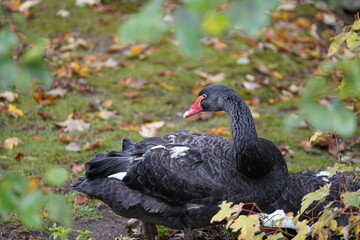 black swan